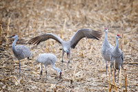 Nebraska sand hill cranes
