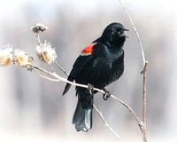 Nebraska red winged black bird