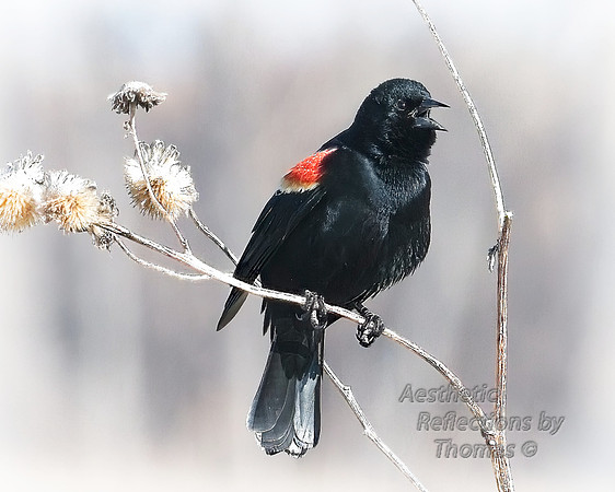 Nebraska red winged black bird