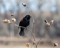 Nebraska red winged black bird