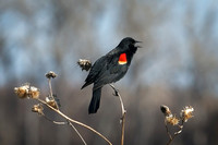 Nebraska red winged black bird