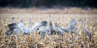 Nebraska sand hill cranes