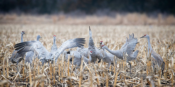Nebraska sand hill cranes