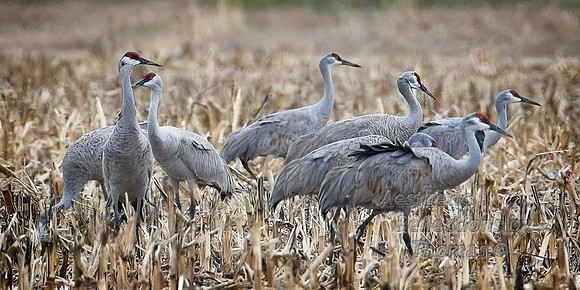 Nebraska sand hill cranes