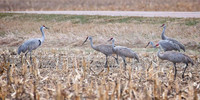 Nebraska sand hill cranes