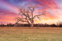 Nebraska with sky altered; solo tree