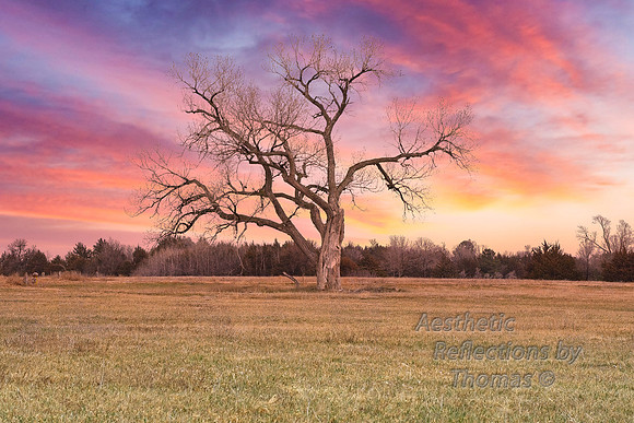 Nebraska with sky altered; solo tree