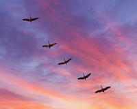 Nebraska with sky altered; sand hill cranes