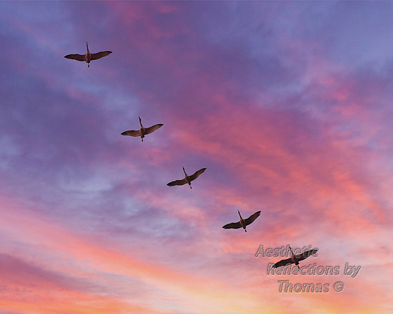 Nebraska with sky altered; sand hill cranes