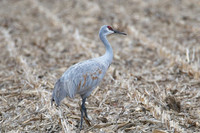 Nebraska sand hill cranes
