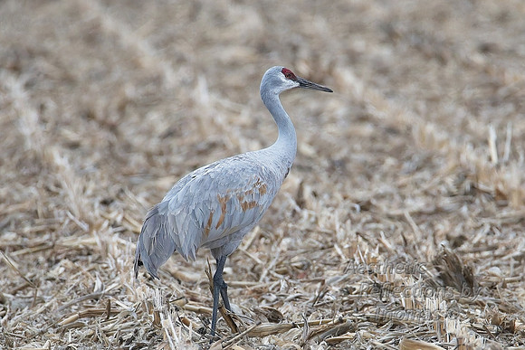 Nebraska sand hill cranes