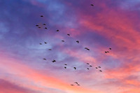 Nebraska with sky altered; sand hill cranes