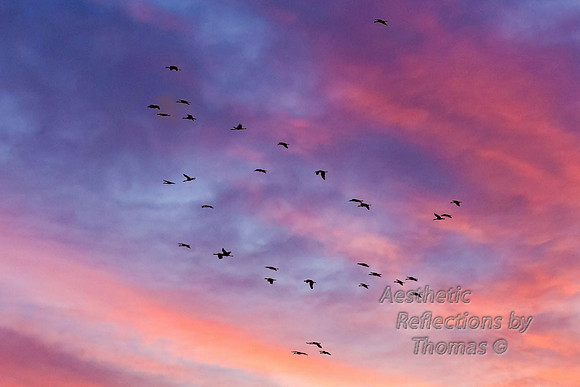 Nebraska with sky altered; sand hill cranes