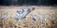 Nebraska sand hill cranes