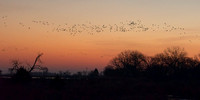 Nebraska sand hill cranes