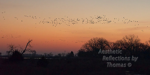 Nebraska sand hill cranes