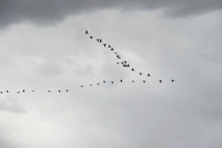 Nebraska sand hill cranes