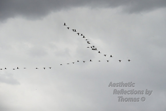 Nebraska sand hill cranes