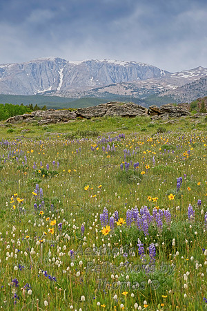 Flowers of Big Horn Mountains above Buffalo