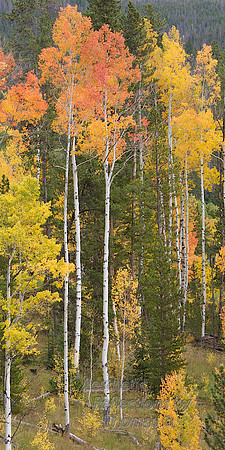 Fall in the Colorado Rocky Mountains 0045