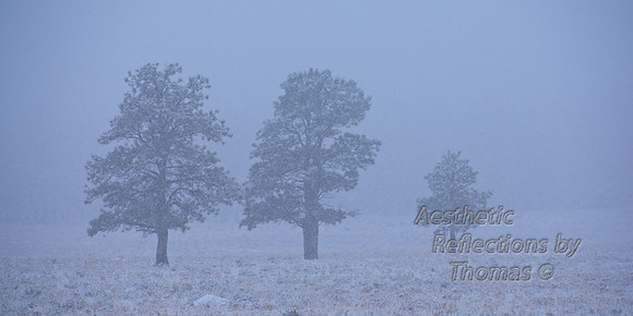 Trio of Trees in the Fog