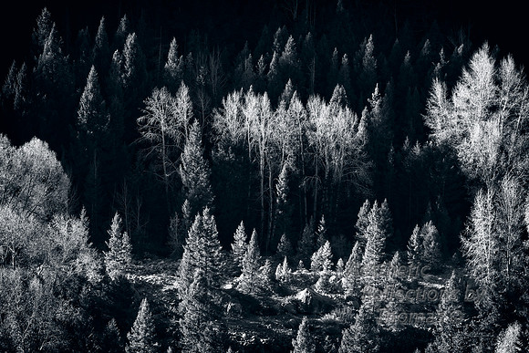 Trees Aglow