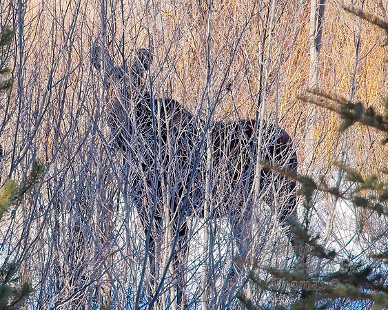 DSC_5215