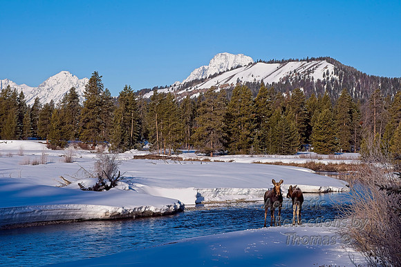 Moose in Grand Teton National Park, Wyoming