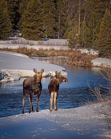 Moose in Grand Teton National Park, Wyoming