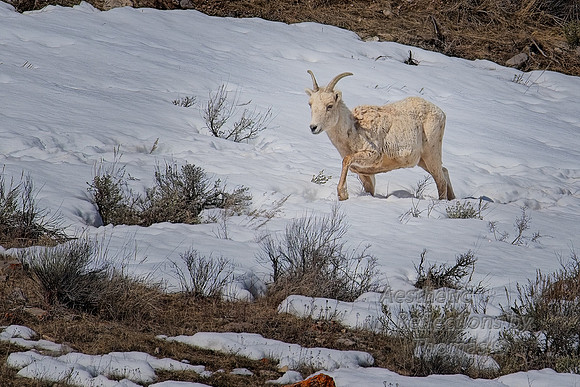 Big Horn Sheep near Jackson, Wyoming
