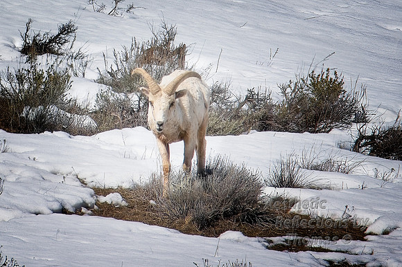 Big Horn Sheep near Jackson, Wyoming