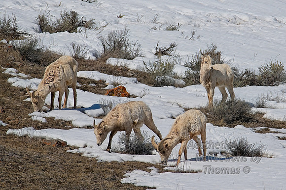 Big Horn Sheep near Jackson, Wyoming