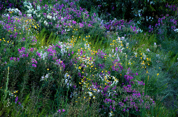 Glacier National Park_ 007