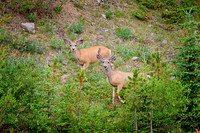 Big Horn Mtns,  Wyoming