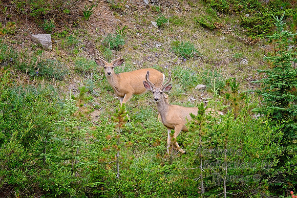Big Horn Mtns,  Wyoming