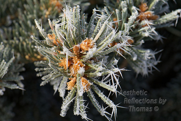 Hoar Frost in Denver, Co (1-2015) 0007