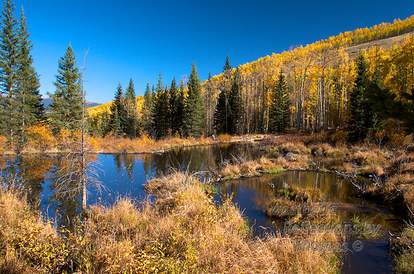 Beaver pond of Colorado on Kenosha Pass
