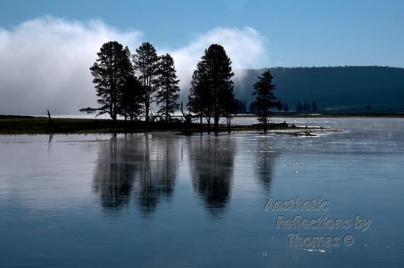 Trees Reflecting in Hayden Vally, at Yellowstone National Park; Wyoming