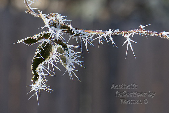 Hoar Frost in Denver, Co (1-2015) 0004