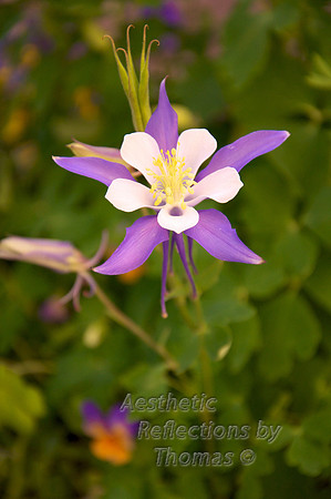 Columbine; Colorado State flower