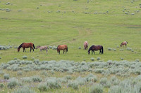 Big Horn Mtns,  Wyoming
