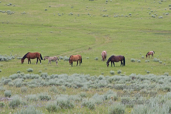 Big Horn Mtns,  Wyoming